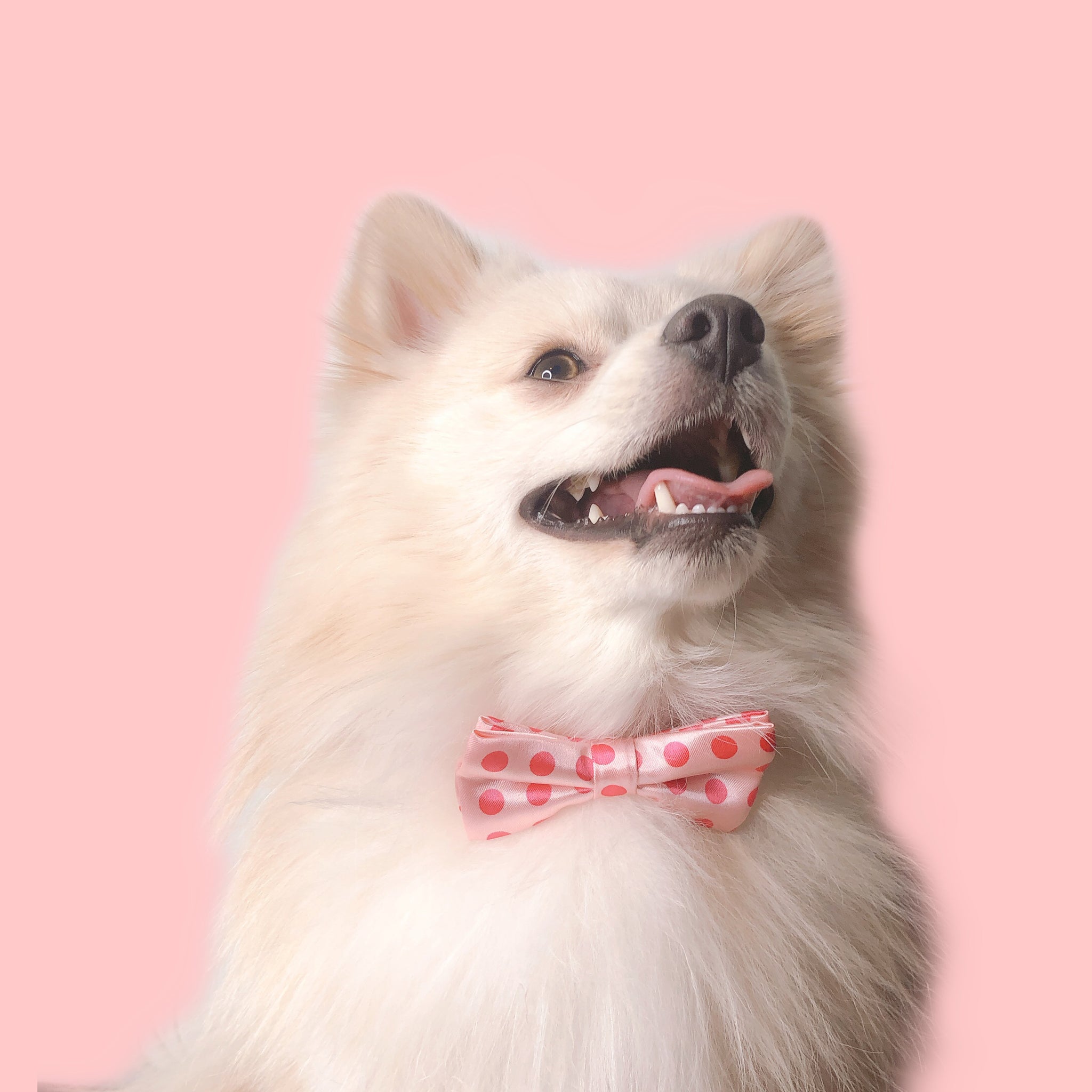 Pink Dot Bow Tie